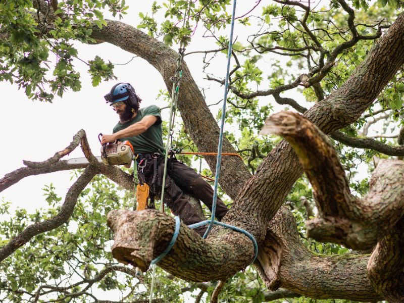Leads for Tree Service businesses
